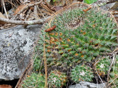 Mammillaria melanocentra rubrograndis