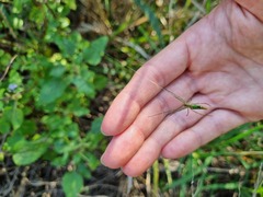 Leucauge kibonotensis