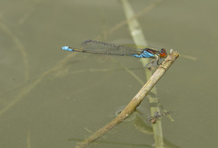 Erythromma