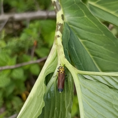 Bothrogonia albidicans
