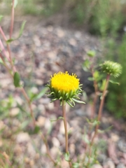 Grindelia nuda