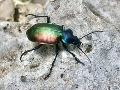 Calosoma sycophanta