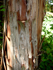 Libocedrus plumosa