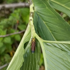 Bothrogonia albidicans
