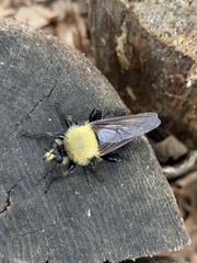 Laphria virginica