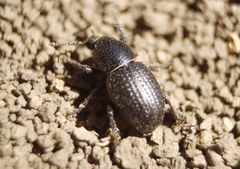 Psallidium maxillosum