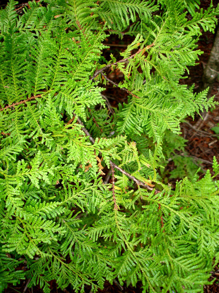 Kawaka