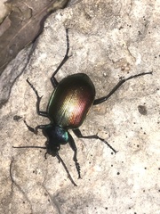 Calosoma sycophanta