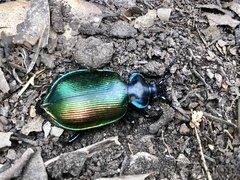 Calosoma sycophanta
