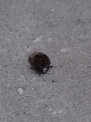 Microporus
