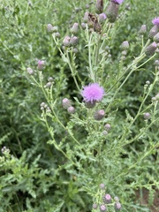 Cirsium arvense