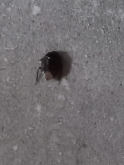 Microporus