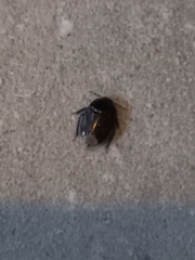 Microporus