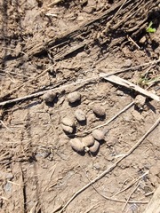 Thryonomys swinderianus