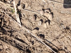 Thryonomys swinderianus