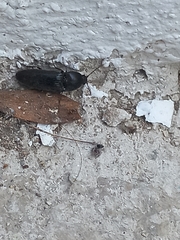 Elaterinae