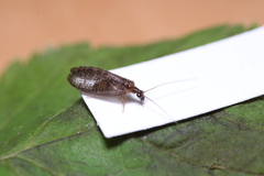 Sympherobius pygmaeus