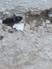 Elaterinae
