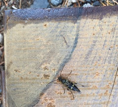 Etorofus obliteratus