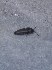 Elaterinae