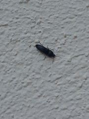 Elaterinae