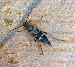 Etorofus obliteratus