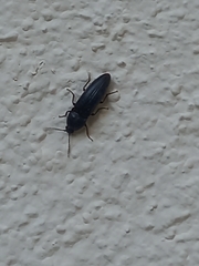 Elaterinae