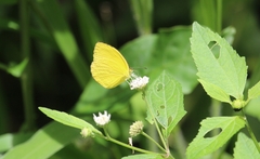 Pyrisitia dina