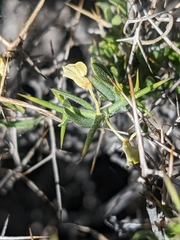 Rhinotropis intermontana