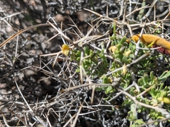 Rhinotropis intermontana