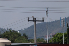 Streptopelia decaocto