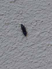Elaterinae
