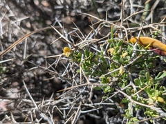 Rhinotropis intermontana