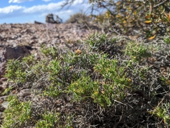 Rhinotropis intermontana