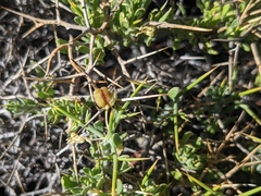 Rhinotropis intermontana