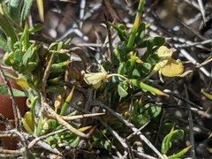 Rhinotropis intermontana