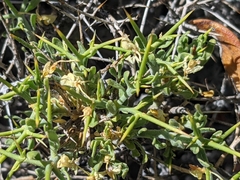 Rhinotropis intermontana