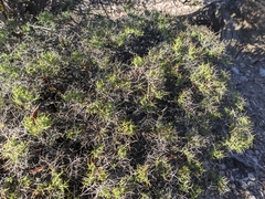 Rhinotropis intermontana