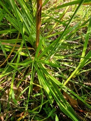 Kniphofia linearifolia