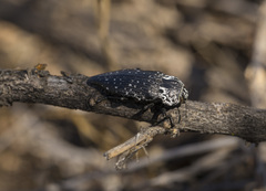 Capnodis