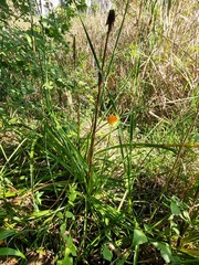 Kniphofia linearifolia