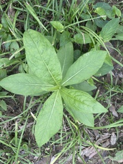 Inula japonica