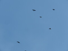 Streptoprocne semicollaris