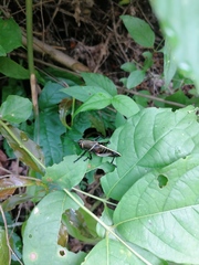 Taeniopoda citricornis