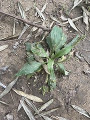 Plantago depressa