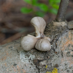 Pleurotus calyptratus