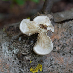 Pleurotus calyptratus
