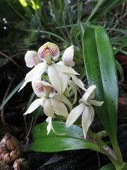 Prosthechea trulla