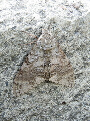 Manduca muscosa