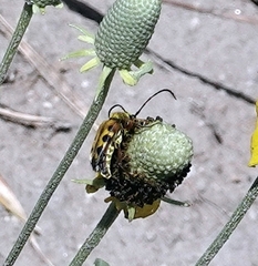 Typocerus octonotatus
